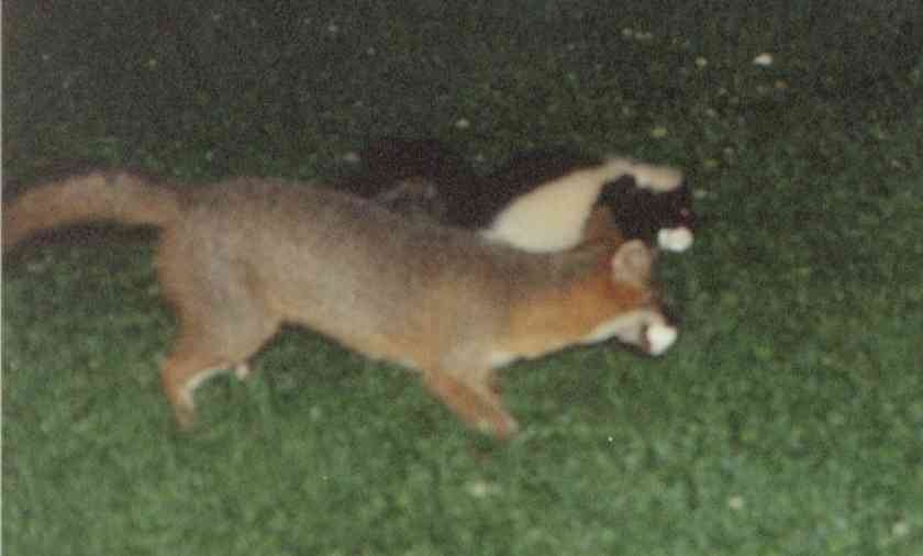 Skunks